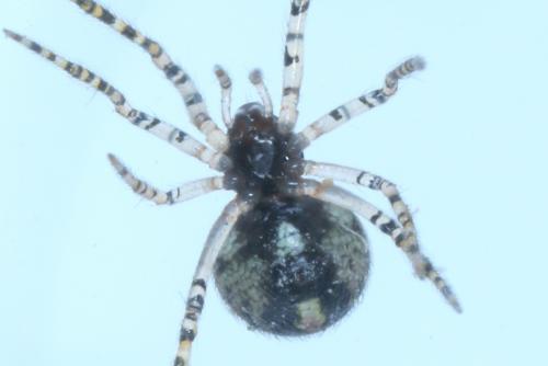 Theridion sp.
